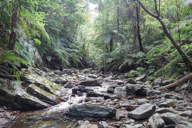 Okinawa Jungle Trails & Waterfalls – Private Yanbaru Tour - Guide Nik: English communication, sure-footed climbing, and smart small touches