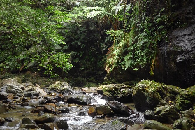 Okinawa Jungle Trails & Waterfalls – Private Yanbaru Tour - Who this hike fits best (and who should choose a different day)