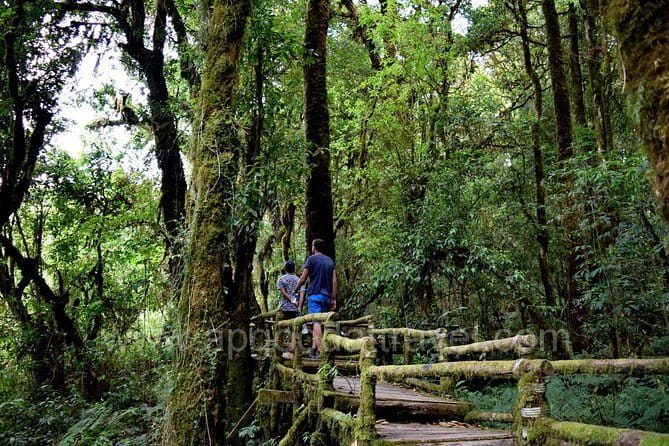 One day Doi Inthanon National Park & Trekking on Kew Mae Pan - Key points you’ll care about on this Doi Inthanon day