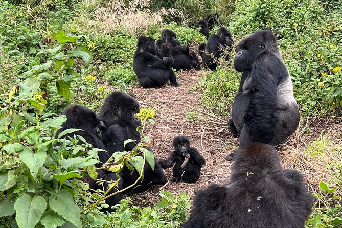 One Day Gorilla Trekking Rwanda & Iby'iwacu Cultural Village - Key Highlights at a Glance
