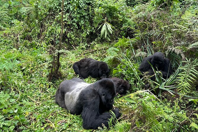 One Day Gorilla Trekking Rwanda & Iby'iwacu Cultural Village - Why This Kigali Gorilla Day Trip Makes Sense