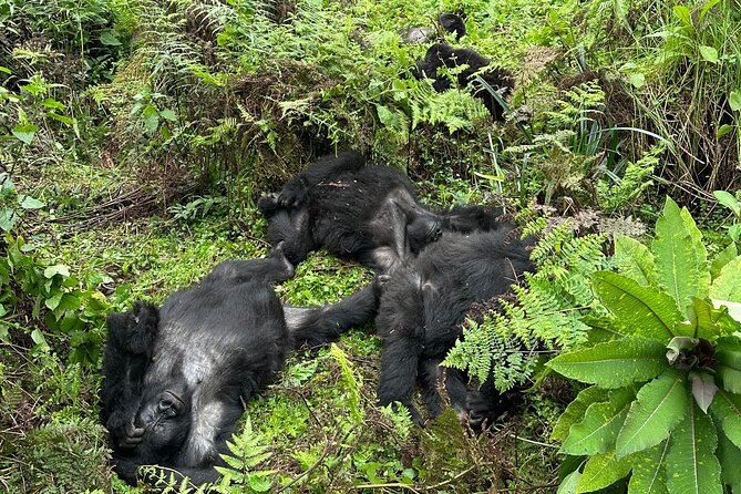 One Day Gorilla Trekking Rwanda & Iby'iwacu Cultural Village - Iby’iwacu Cultural Village: More Than a Performance