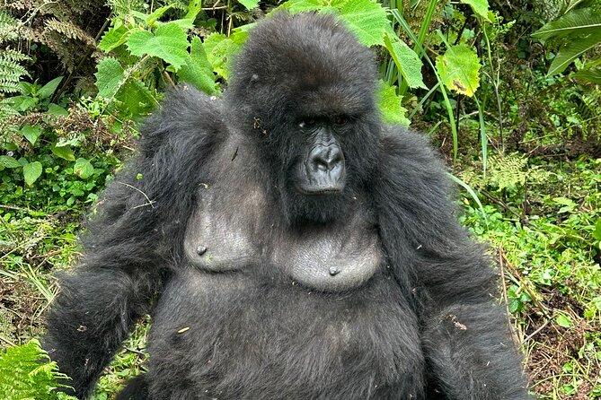 One Day Gorilla Trekking Rwanda & Iby'iwacu Cultural Village - Should You Book This Gorilla Trekking Rwanda + Iby’iwacu Day Trip?