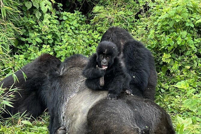 One Day Gorilla Trekking Rwanda & Iby'iwacu Cultural Village - Volcanoes National Park: The Kinigi Briefing That Sets You Up