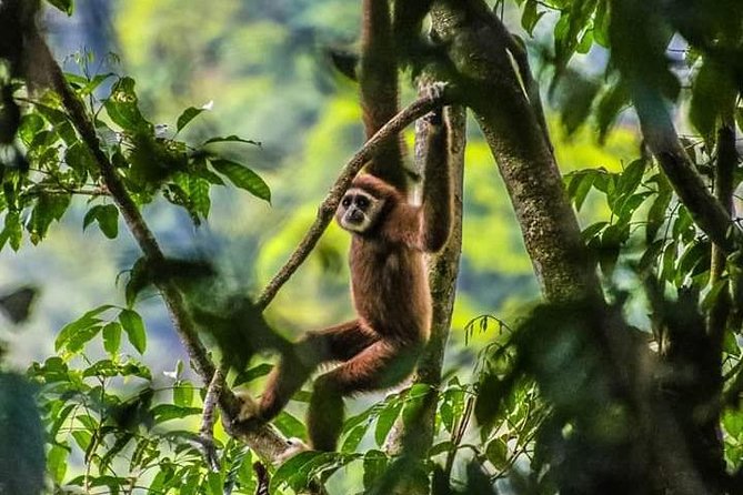 ONE DAY JUNGLE TREKKING 6-7 hours (see orang utan) + RAFTING in BUKIT LAWANG - Key things to know before you go