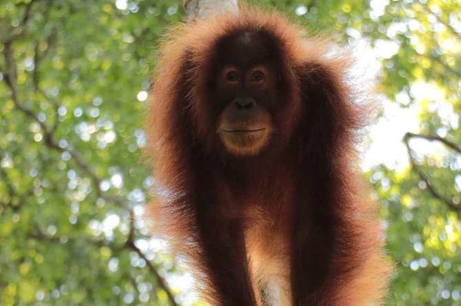 ONE DAY JUNGLE TREKKING 6-7 hours (see orang utan) + RAFTING in BUKIT LAWANG - One day in Bukit Lawang: trek, raft, and tubing on the same route
