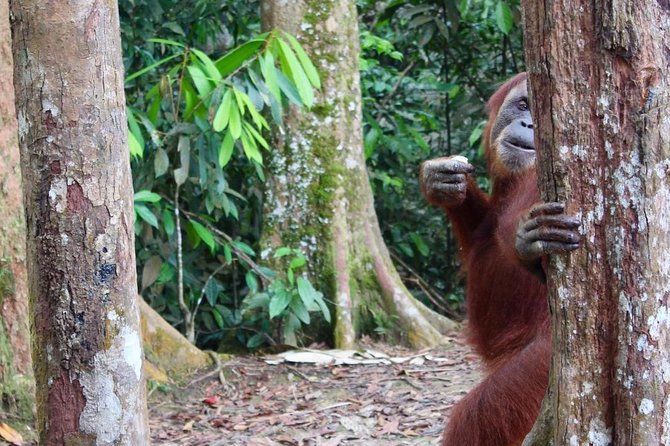ONE DAY JUNGLE TREKKING 6-7 hours (see orang utan) + RAFTING in BUKIT LAWANG - The wildlife list that actually matters on this tour