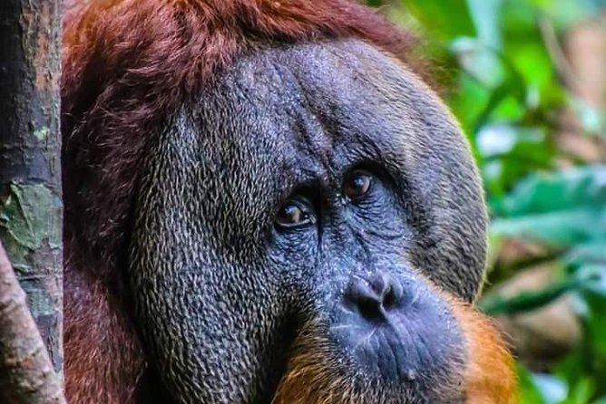 ONE DAY JUNGLE TREKKING 6-7 hours (see orang utan) + RAFTING in BUKIT LAWANG - Timing and meeting: what the 8:30 pickup really changes