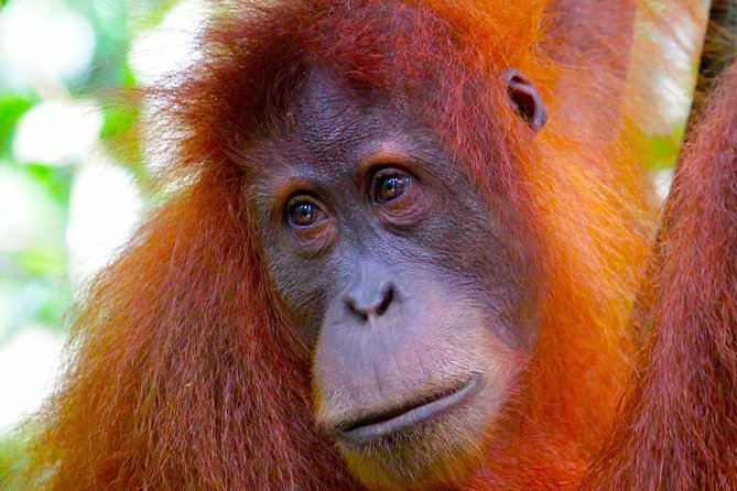 ORANGUTAN TREK (2D/1N) by EcoTravel Bukit Lawang - Why this Bukit Lawang trek feels worth the time