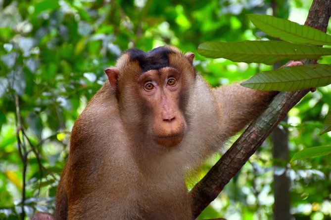 ORANGUTAN TREK (2D/1N) by EcoTravel Bukit Lawang - Day 1: the hike to the riverside camp (and what you’ll really do)