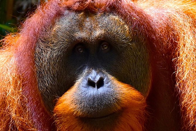 ORANGUTAN TREK (2D/1N) by EcoTravel Bukit Lawang - Night by the river: camp comforts vs. jungle discomforts