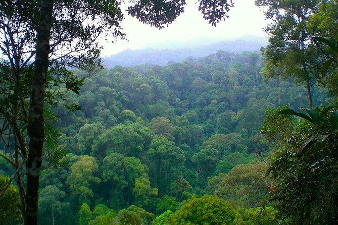 ORANGUTAN TREK (2D/1N) by EcoTravel Bukit Lawang - Wildlife odds: how to think about orangutans honestly