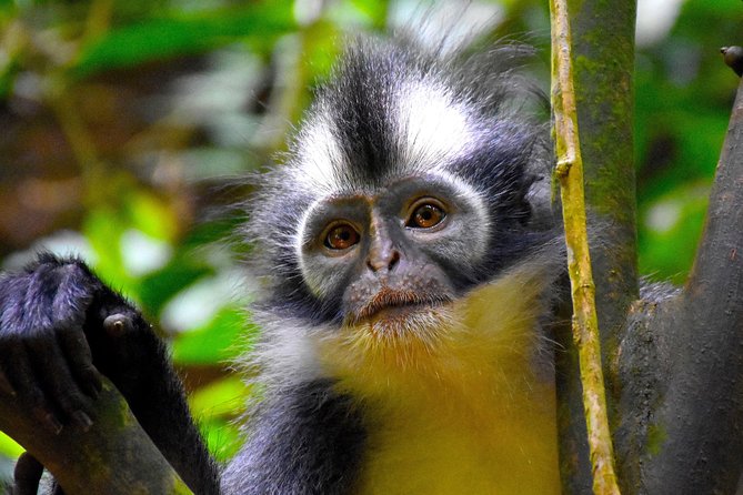 ORANGUTAN TREK (2D/1N) by EcoTravel Bukit Lawang - The guides and team: why it tends to run well
