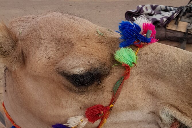 Overnight Camel trek in Merzouga dunes - Communication and the Human Touch: Mohammed Helps With Reservations
