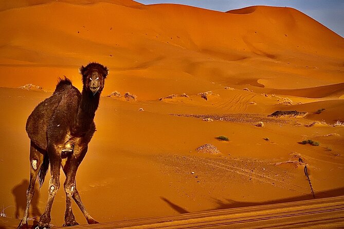 Overnight stay in desert camp & Camel trekking in the Sahara - Price and value: is $69.79 per person a smart deal?