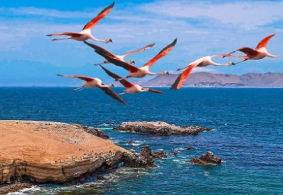 PARACAS|| Sunset trekking in the Paracas National Reserve - Wildlife Spotting: What You’ll Actually Be Looking For