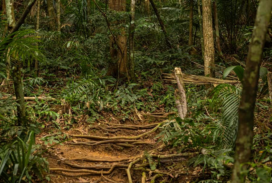 Paraty: Pão de Açucar Peak Trekking and Hiking Tour - Logistics That Matter: Meeting at 8:00 and Staying Flexible
