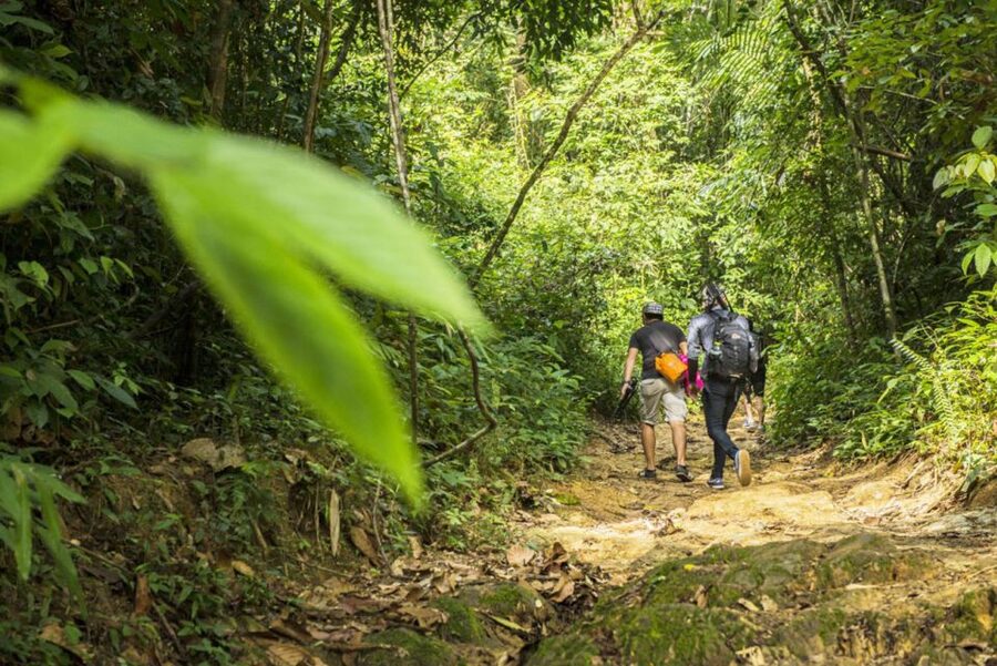 Phuket: Jungle Trekking Experience at Khao Phra Taew - Khao Phra Taew rainforest: why this Phuket trek feels worth it