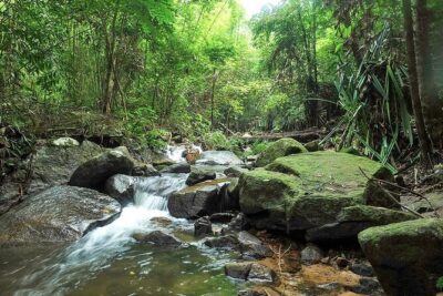 Phuket Jungle Trekking Experience at Khao Phra Taew National Park - Pickup, transfers, and how to avoid extra charges