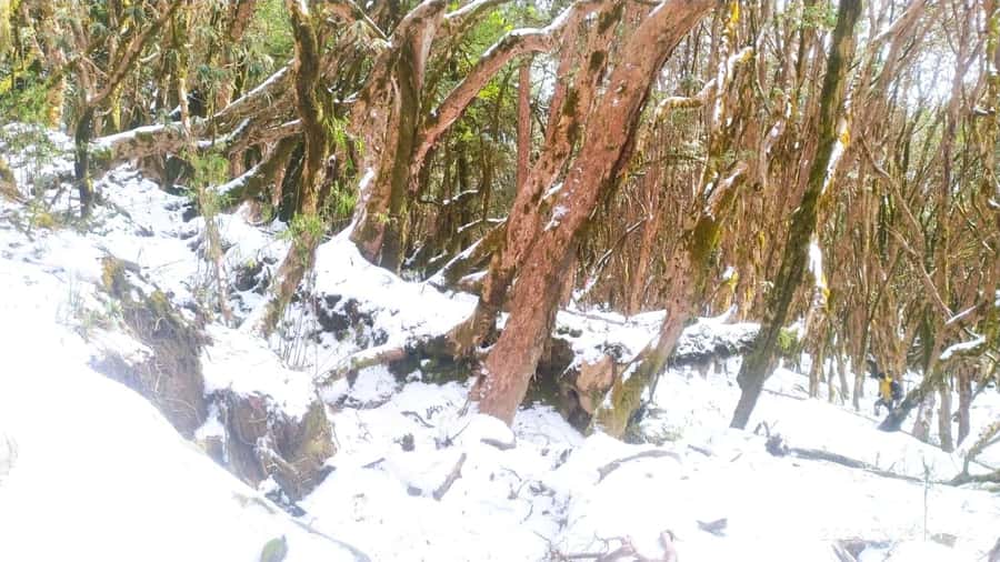 Pkr. Backpacker Group Dep.: 4 Day Mardi Himal Base Camp Trek - Day 4: Low Camp to Siding Village, Then Back to Pokhara