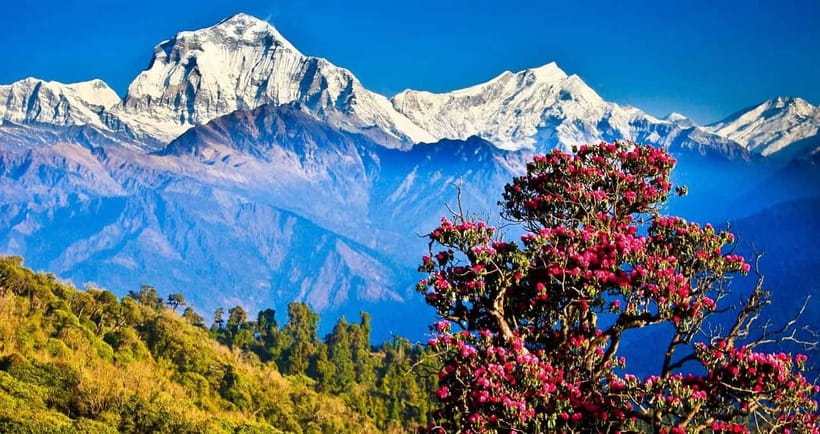 Pokhara: 4-Day Ghorepani, Poonhill & Ghandruk Mountain Trek - Day 2: Ghorepani, rhododendron forests, and the build-up to sunrise