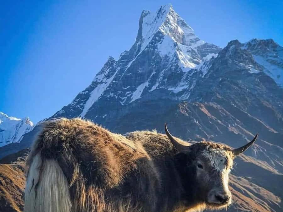 Pokhara: 4-Day Mesmerizing Mardi Himal Guided Trek - Mardi Himal in Four Days: Views That Just Keep Coming
