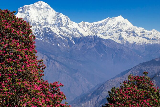Pokhara: 4 Days Poon Hill and Ghandruk Trek - Pre-dawn Poon Hill sunrise and the descent into Ghandruk