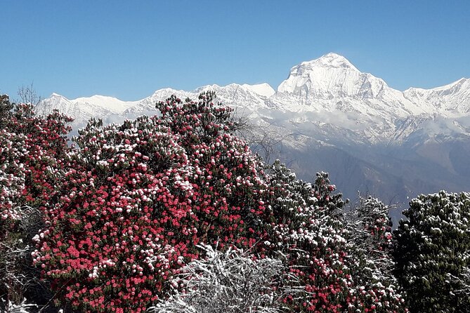 Pokhara: Poon Hill Ghorepani Short Trek - How hard is it, and what you should bring?