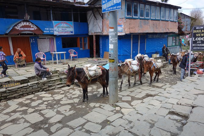 Poonhill Trek - Day 4: Poon Hill at 3,210m, then Deurali and Tadapani