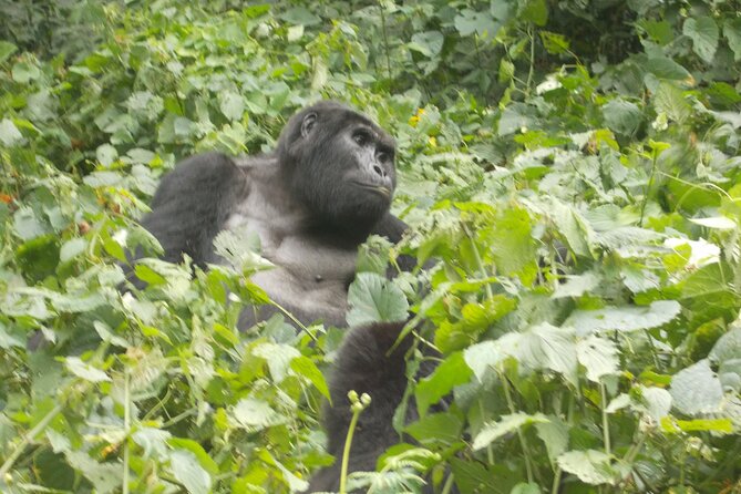 Private 2 Days Volcano Golden Monkey and Bwindi Gorilla Trek - Quick highlights you’ll feel in your shoes