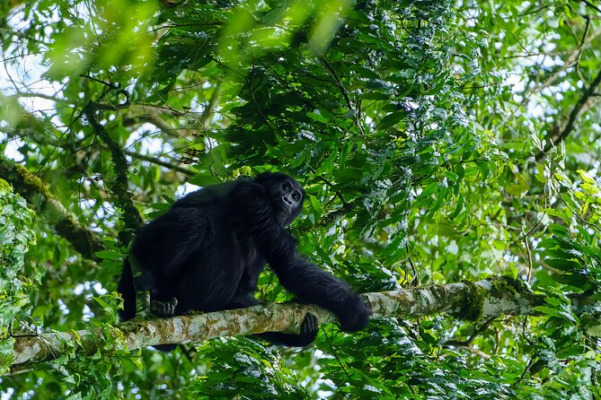 Private 3 Day Gorilla Trekking Safari in Uganda - Kampala to Bwindi: The Drive That Prepares You (and Your Camera)