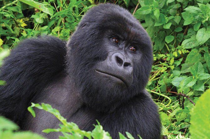 Private 3 Day Gorilla Trekking Safari in Uganda - The Batwa Community Visit: Culture You Can Talk About Afterward