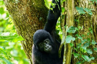 Private 3 Day Gorilla Trekking Safari in Uganda - Day 2 in Bwindi: Registration, Ranger Briefing, Then the Forest Search
