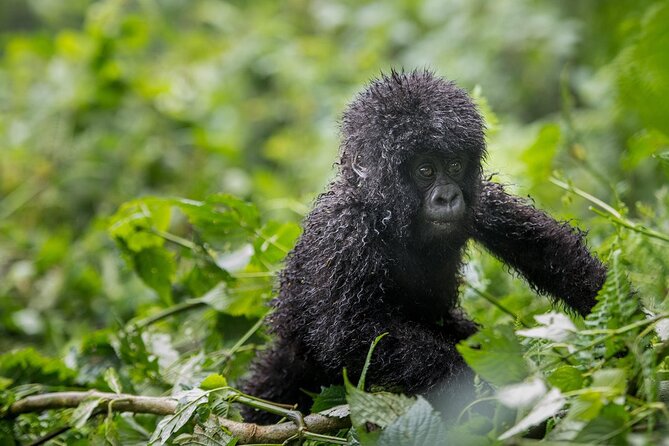 Private 3 Day Gorilla Trekking Safari in Uganda - What “Close to Gorillas” Means in Real Jungle Terms