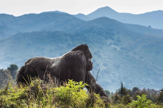 Private 3 Day Gorilla Trekking Safari in Uganda - Price and Value: What You’re Paying for at $3,326 Per Person