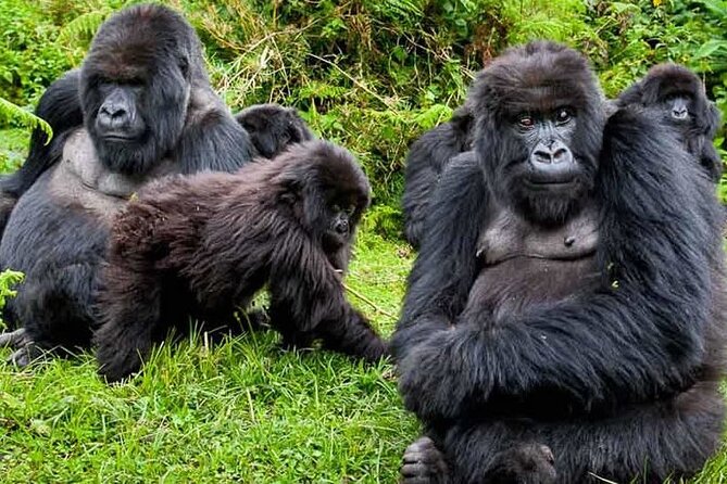 Private 3 Day Gorilla Trekking Safari in Uganda - Guides That Make the Difference: What the Names in Uganda Suggest