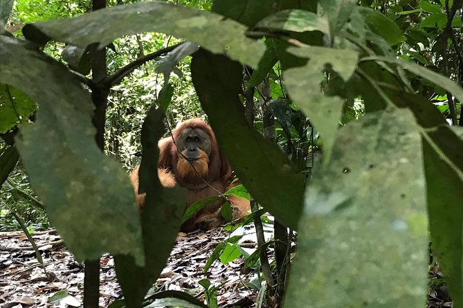 Private Full-Day Bukit Lawang Trekking Tour From Medan - Booking a Private Bukit Lawang Trek From Medan