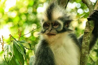 Private Full-Day Bukit Lawang Trekking Tour From Medan - Entering Bukit Lawang Jungle: Orangutans, Medicinal Plants, and Real Rainforest Walking