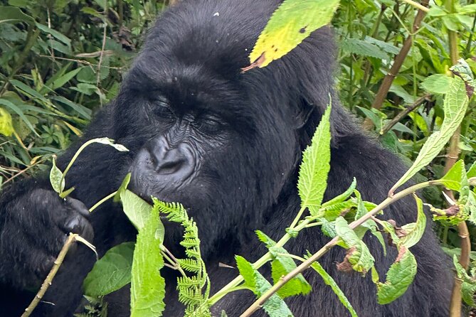 Private Gorilla Trekking Transfer from kigali to Volcanoes N.Park - The included lunch and bottled water: small comfort, big payoff