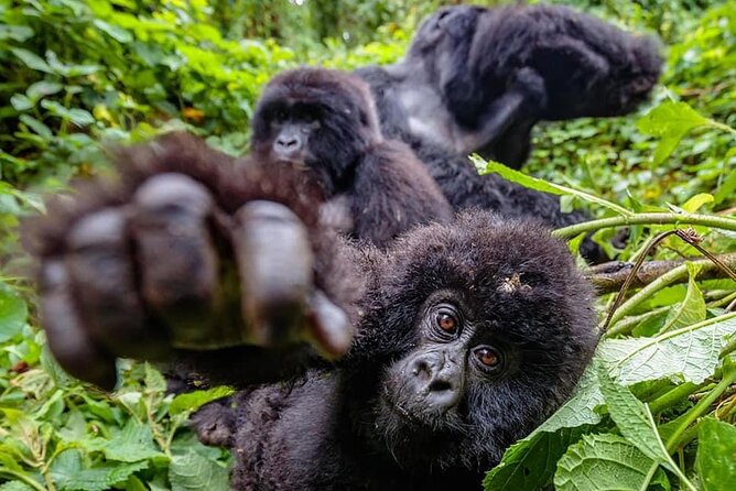 Private Gorilla Trekking Transfer from kigali to Volcanoes N.Park - Price and value: what $350 covers (and what doesn’t)