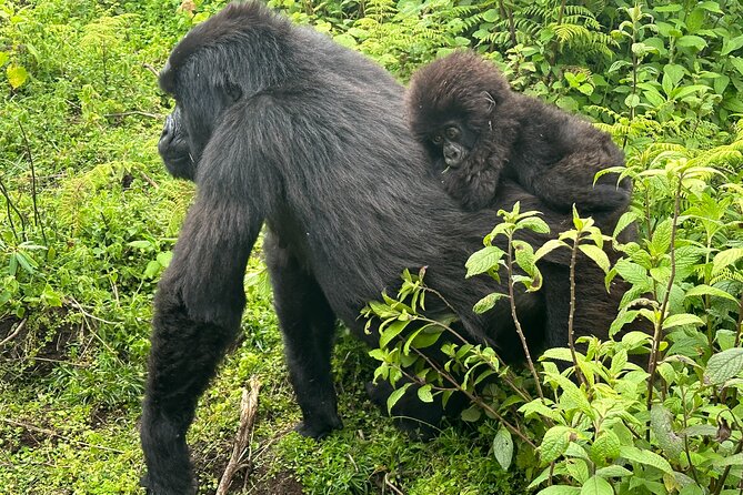 Private Gorilla Trekking Transfer from kigali to Volcanoes N.Park - Who should book this private transfer (and who might skip it)