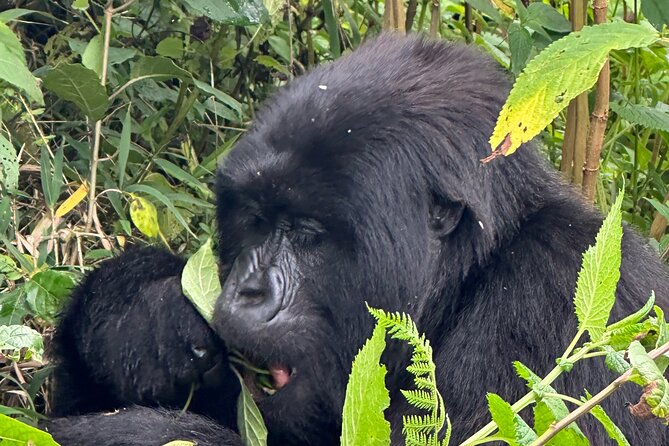 Private Gorilla Trekking Transfer from kigali to Volcanoes N.Park - Should you book this Kigali-to-Volcanoes transfer?