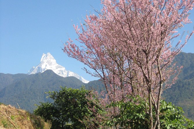 Private Multi Day Nepal Poon Hill Trekking Tour - Poon Hill is the “baby trek” that still makes you earn it