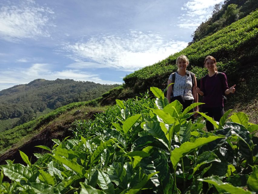 Private Munnar Tea Trek - Munnar Tea Trek at a Glance: what one day actually feels like