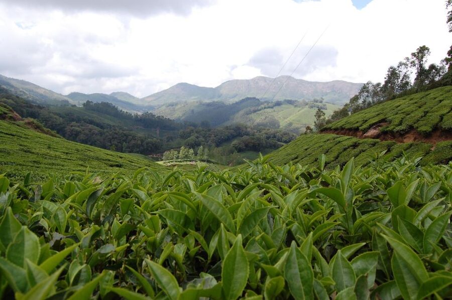 Private Munnar Tea Trek - Guided tour time (about 2 hours): tea process, local nature, and real stories