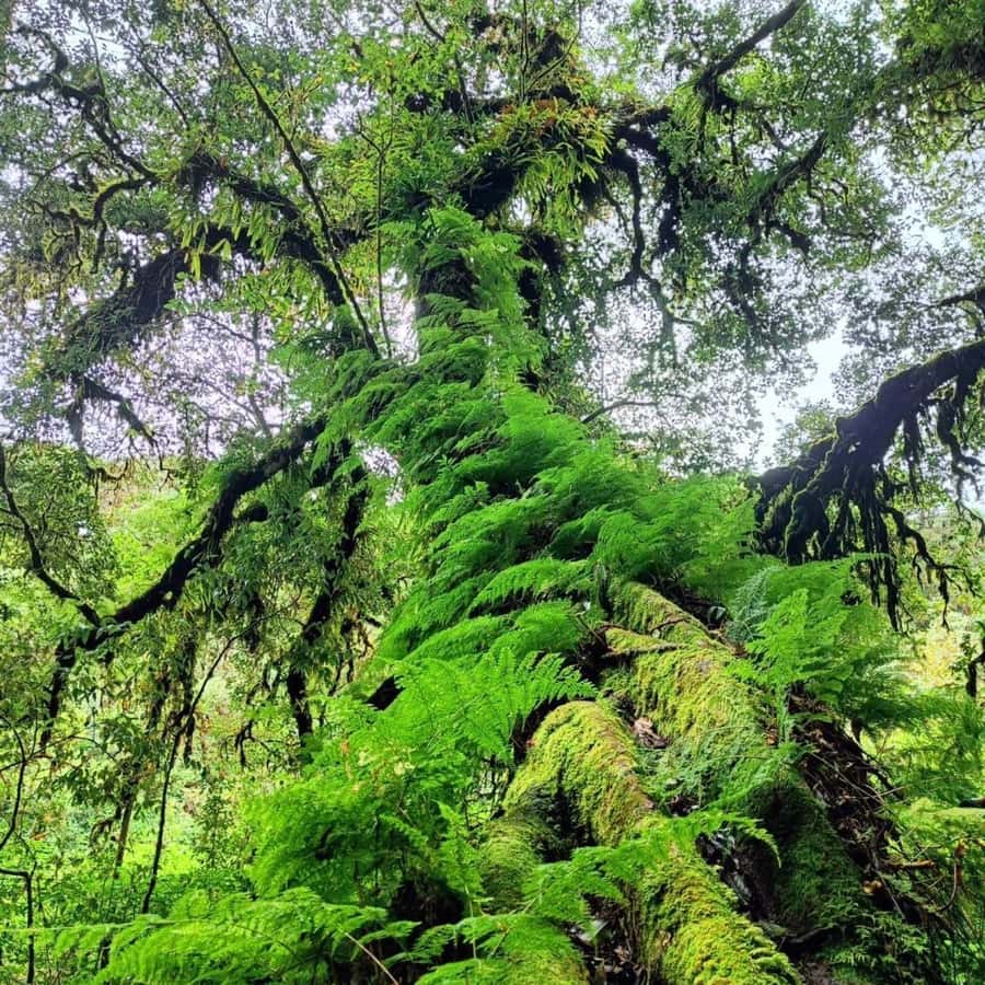 Private Tour Doi Inthanon, Trekking Kew Mae Pan Nature Trail - Comfort, safety, and who should skip this trek