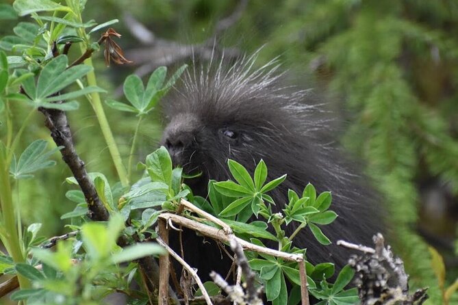 Rainforest & Waterfalls Trek - Juneau’s rainforest hike: why Mendenhall belongs in the same day