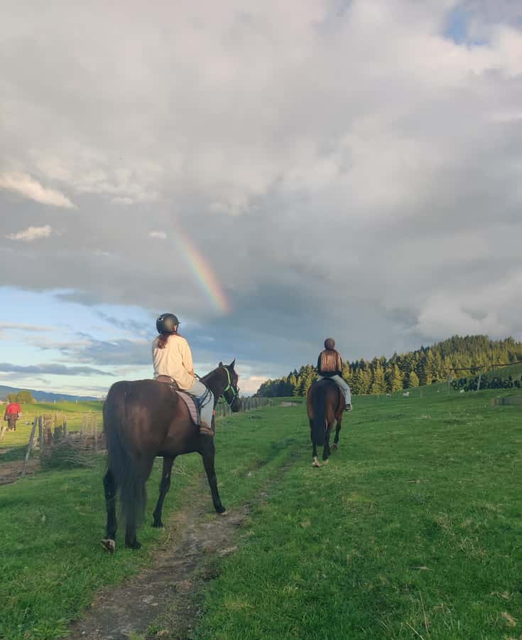 Rotorua: Scenic Horse Trek - Getting Matched to Your Horse: The Comfort Factor