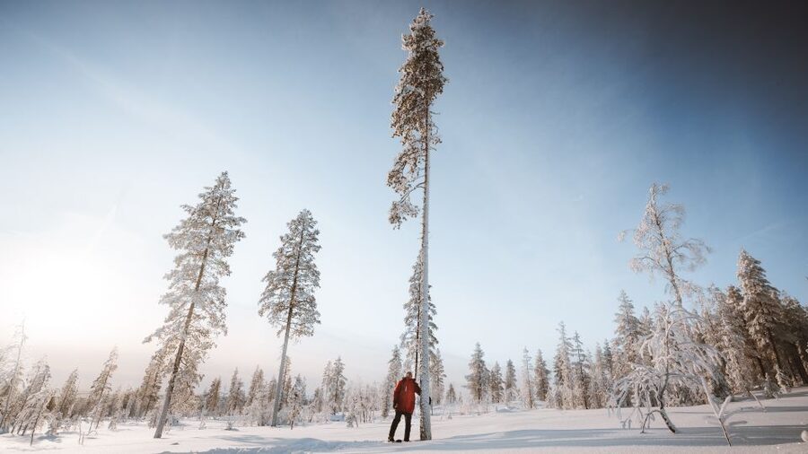 Rovaniemi: Lapland Ski Trekking Safari - FAQ