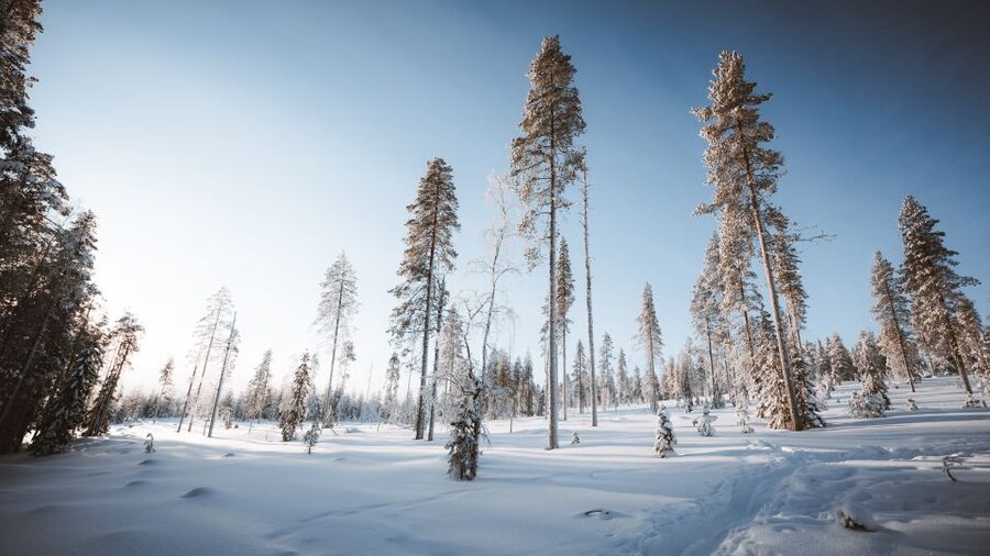 Rovaniemi: Lapland Ski Trekking Safari - Price and value: is $128 for 4 hours fair?